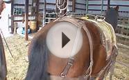 Hunting by Horseback
