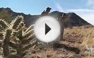 Hunting Mountain Lion with Dogs - Steven Rinella MeatEater