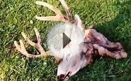 Hunting Mule Deer - Secrets & Strategy