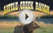 Little Creek Ranch - Colorado Trophy Buffalo Hunts
