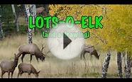 Lots-O-Elk (and a giveaway drawing)