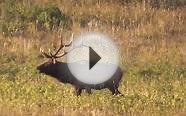 Montana Hunting Company Elk 2012