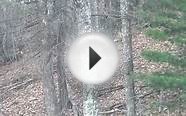 Mountain hunting in Virginia