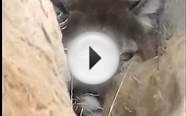 Mountain Lion Hunting