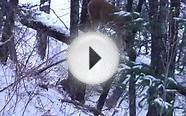 Mountain Lion Hunting Close Call
