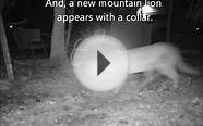 Mountain lions hunting in backyard