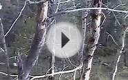 MULE DEER HUNTING 2005