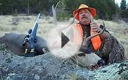 Mule Deer Hunting Colorado