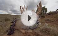 Mule Deer Hunting in Wyoming