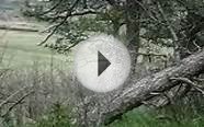 Mule Deer Nature Watching in Rocky Mountain foothills