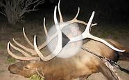 New Mexico Trophy Elk Hunts