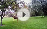 Oregon Mule Deer. " Buck Norris " - Mule Deer Hunting
