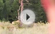 Over the Shoulder Elk Hunting for Giant Bulls
