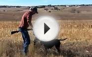 Pheasant & Chukar Hunting in Colorado with