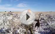 Pheasant hunt in Colorado-Strasburg