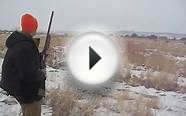 Pheasant Hunt Late Season at Colorado Hunting Ranch