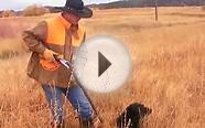 Pheasant Hunting at Colorado Private Hunt Club