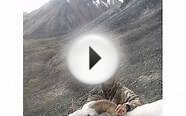 Sheep | GotHunts.com Hunting Guides and Outfitters