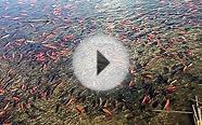 Someone dumped a few pet goldfish into a Colorado lake