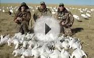 Spring Snow Goose Hunt