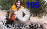 STATE OF MONTANA BIGHORN SHEEP LICENSE