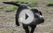 Training Programs - Colorado Gun Dogs