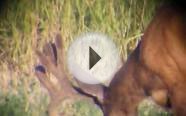 Trophy Nontypical Mule Deer Colorado