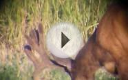 Trophy Nontypical Mule Deer Colorado