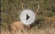 "Un-bull-ievable" Hunting Bull Elk with MossBack