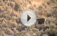 Utah Mule Deer Shot At 240yds w/ 300wsm @ South Creek