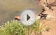 Wild Dogs Hunt and eat Red Hartebeest