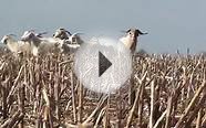 Wild Goat Hunting