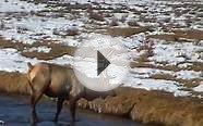 Wyoming Wildlife Hunting Video
