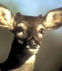 White-Tailed Buck Fawn White-Tailed Buck Fawn