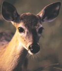 White-Tailed Doe Fawn White-Tailed Doe Fawn
